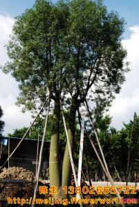 佛肚树