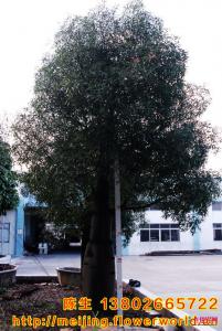 佛肚树